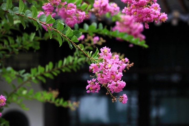 Crape myrtles in full bloom at Qingyan Garden